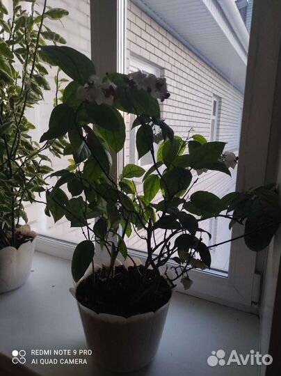 Клеродендрум томпсон