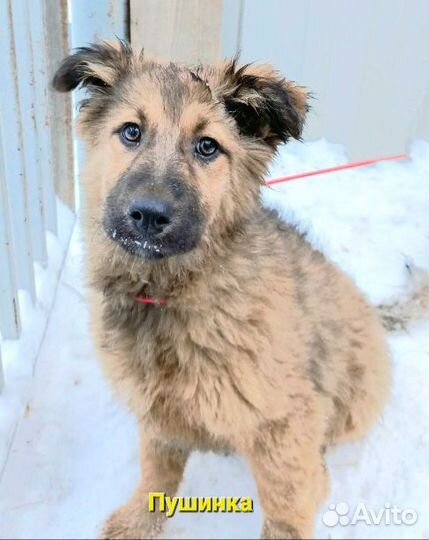 Собака в добрые руки