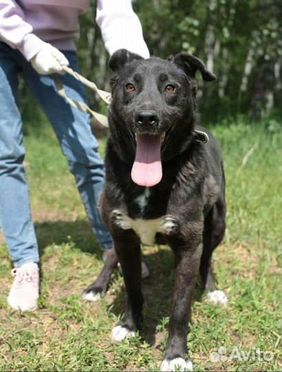 Собака каждое мгновение в приюте живет надеждой