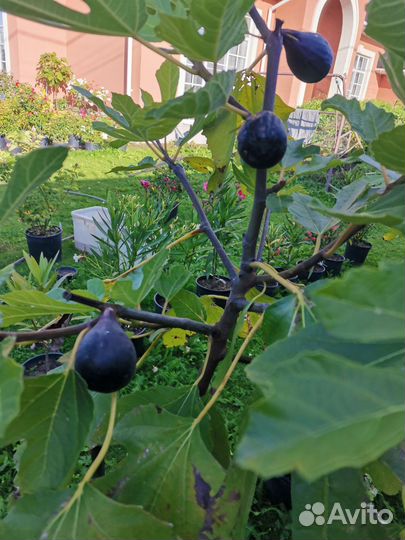 Саженцы инжира 3 х летки, в горшках 8 литров