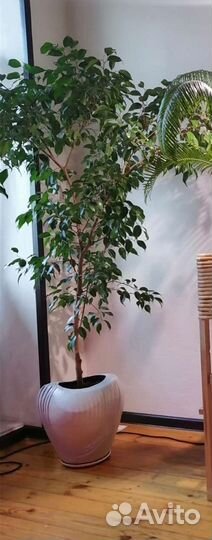 Фикус бенджамина большой