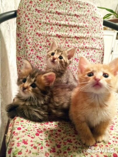 Котята мальчики