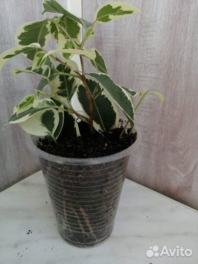 Фикус бенджамина