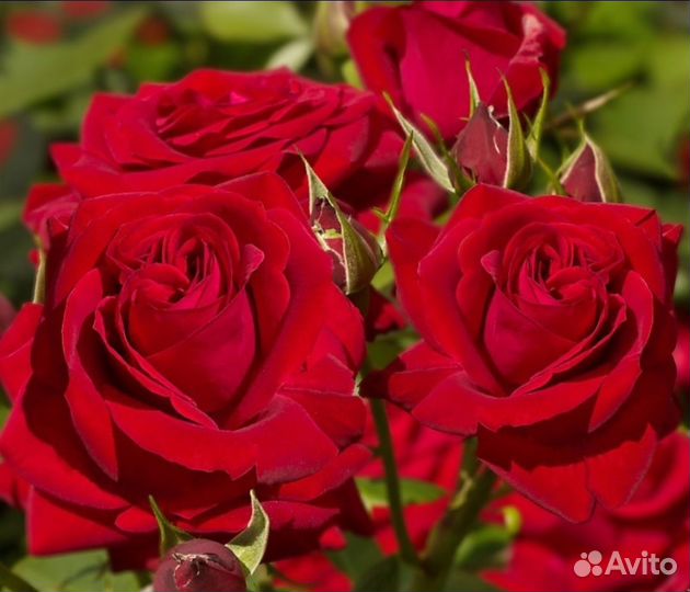 Роза Софи Лорен