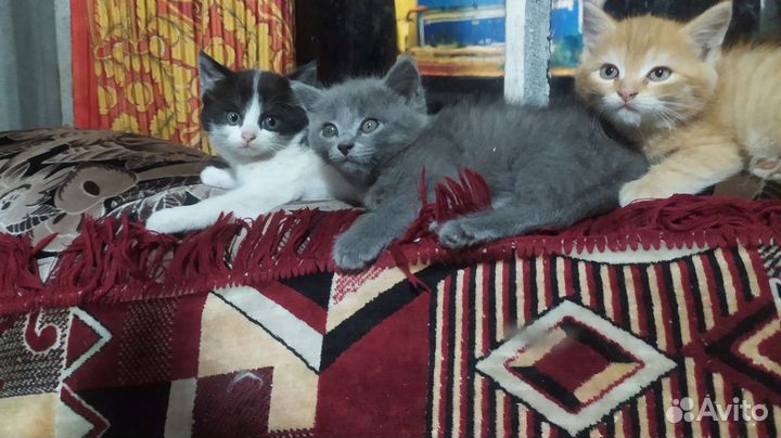 Котята в добрые руки