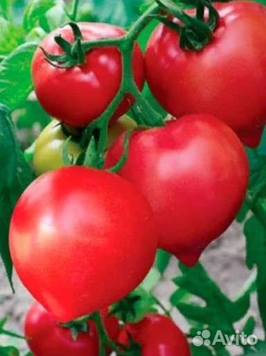 Продам помидоры, разные сорта