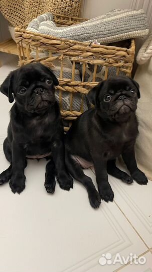 Щенки мопса