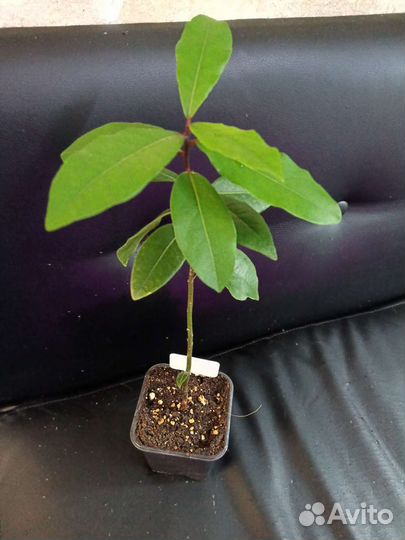 Лавр благородный