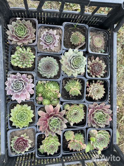 Молодило каменная роза