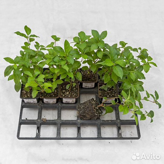 Гортензия от производителя, 56 сортов 1-4 года