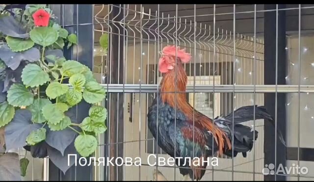 Цыплята и яйцо Аям Кетава