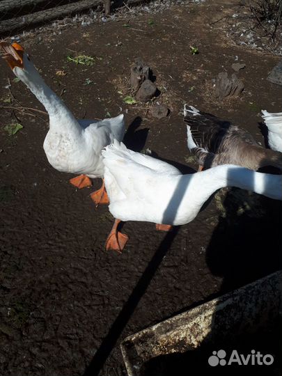 Гуси. Белые самцы порода Линда