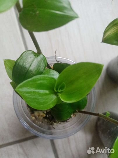 Традесканции