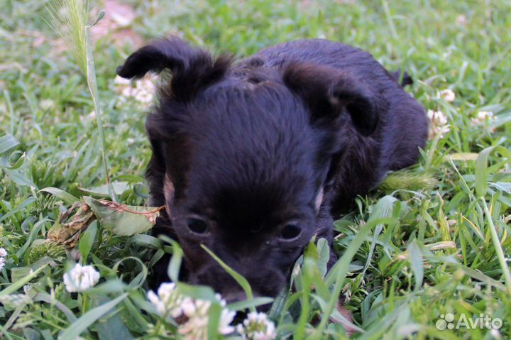 Щенки маленькой породы тойтерьер