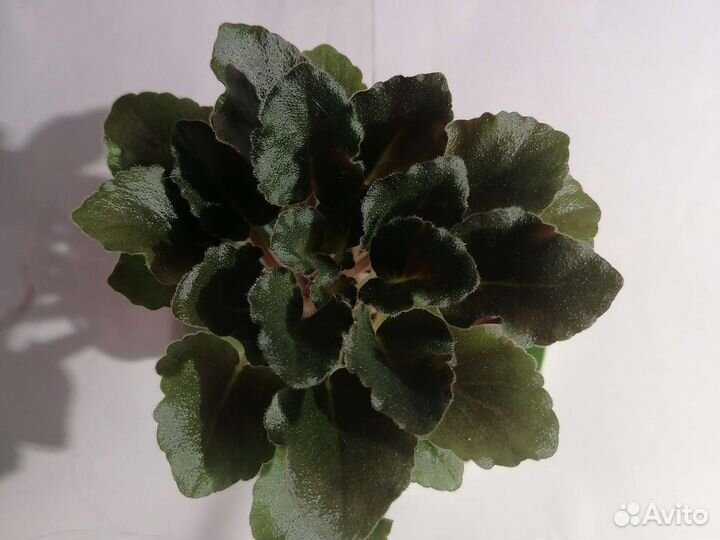 Сортовые фиалки