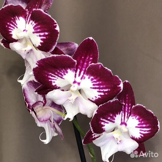 Орхидея Биг лип Tinkerbell's Kizz