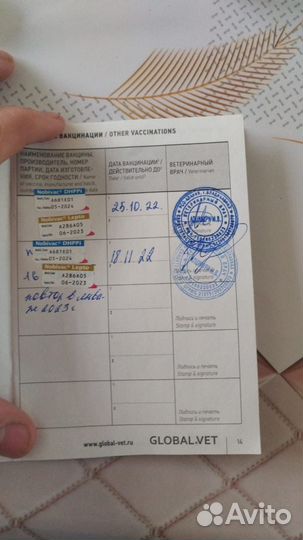 Лабрадор ретривер