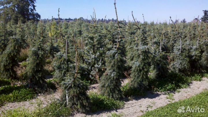 Ель сербская Pendula /С5 20-40 см