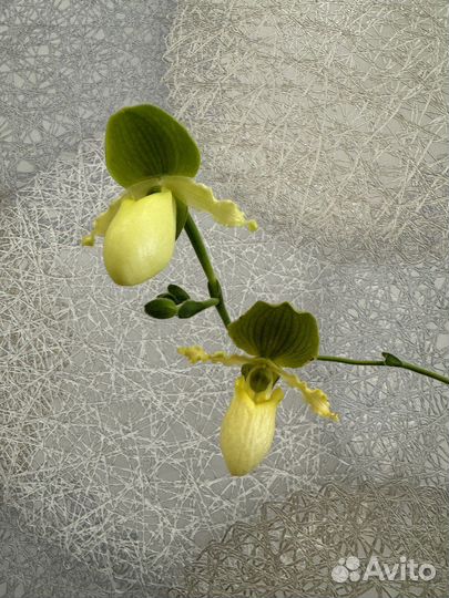 Цветущая Орхидея Башмак Paphiopedilum Pinocchio