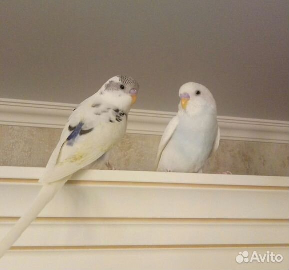 Волнистый попугай редких окрасов