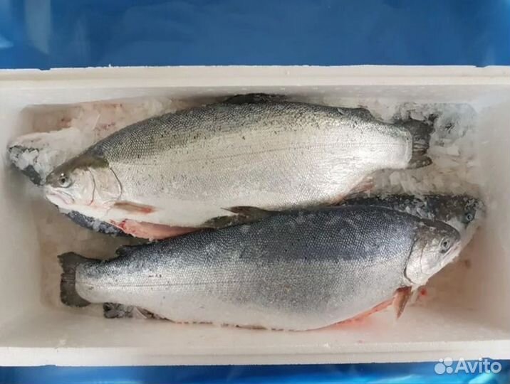 Форель охлажденная из Осетии