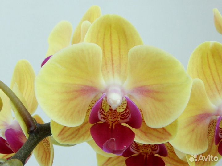 Орхидея фаленопсис YH0007 Sweety
