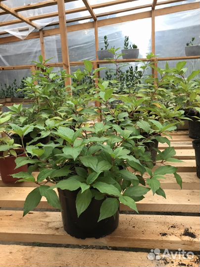 Гортензия долли