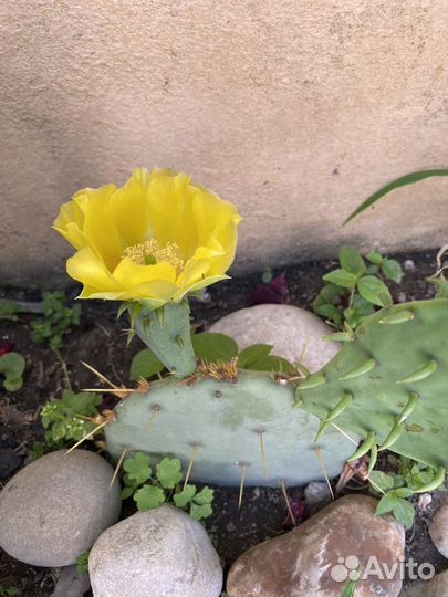 Кактус цветущий опунция