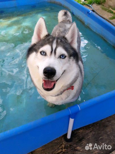 Передержка собак