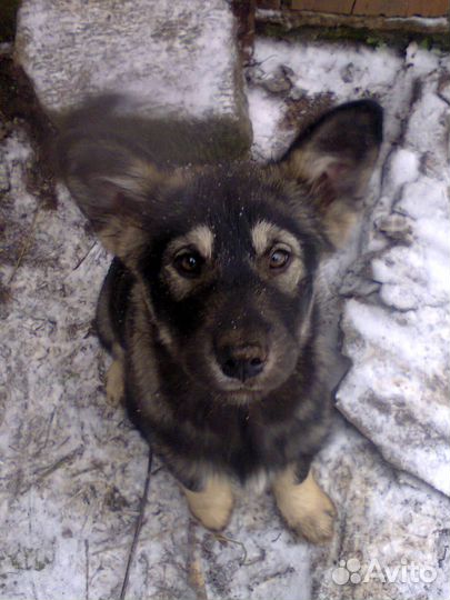 Отдам щенков маламута