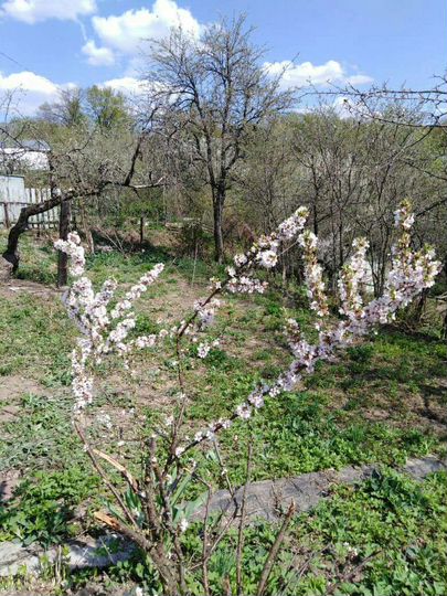 Дача 23 м² на участке 6 сот.