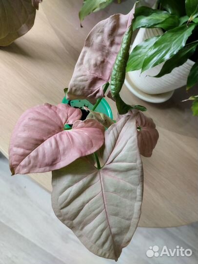 Сингониум неон робуста