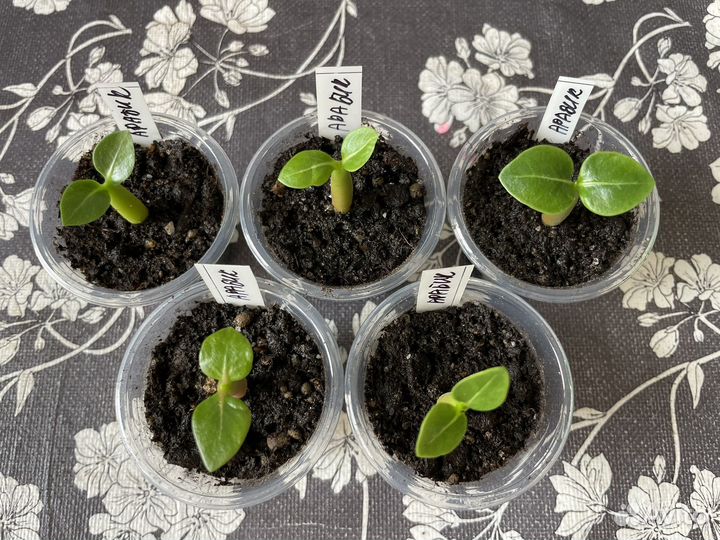 Адениум арабикум