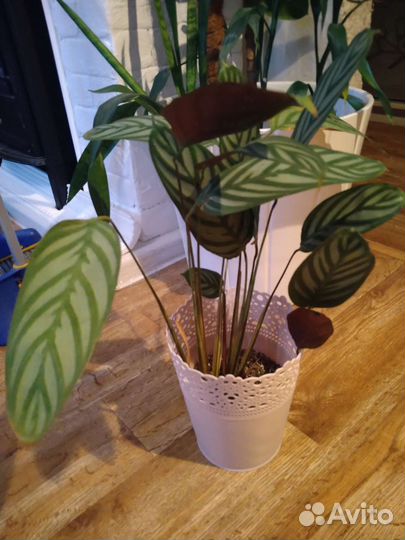 Калатея Ктенанта Сентоза