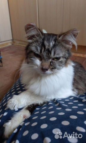 Мурзя - нежная кошка в поисках дома