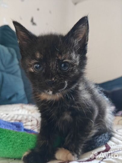 Отдадим котят в добрые руки