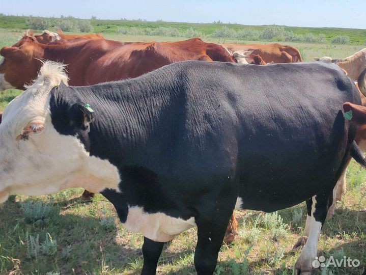 Б бычки телочки сименталы холмогоры
