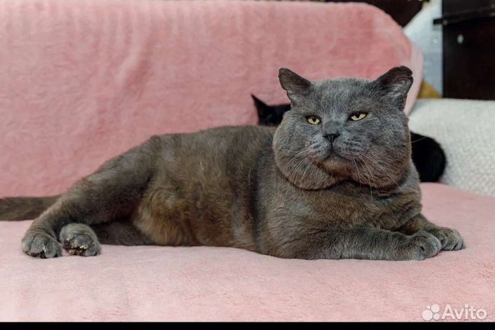 Шотландец,огромный,около 10 кг