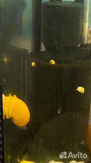 Улитки аквариумные ампулярии