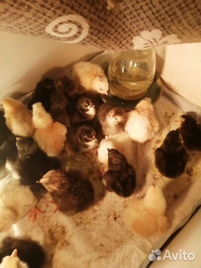 Цыплята несушки подрощенные