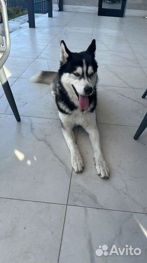 Сибирский хаски