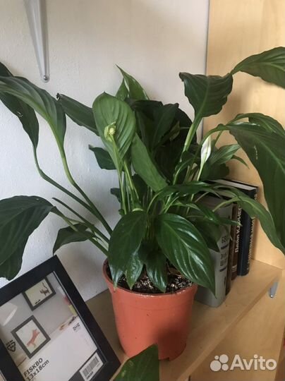 Спатифиллум