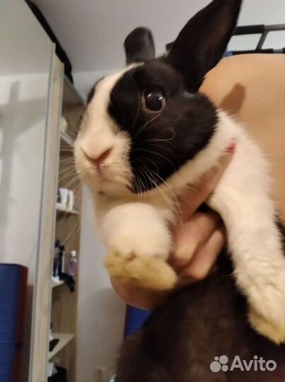 Кролик с Клеткой