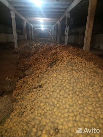 Продается картофель