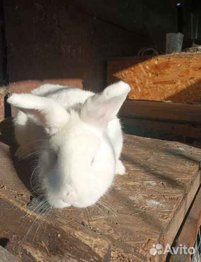 Кролики нзб