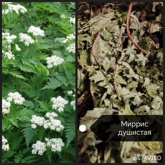 Травы для чая и здоровья