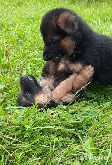 Щенки немецкой овчарки