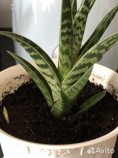 Суккуленты Алоэ тигровое (Aloe Variegata)
