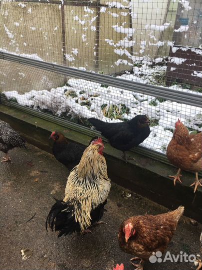 Молодые Петухи