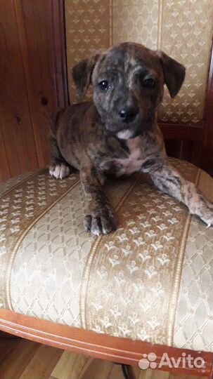 Щенок Питбуль